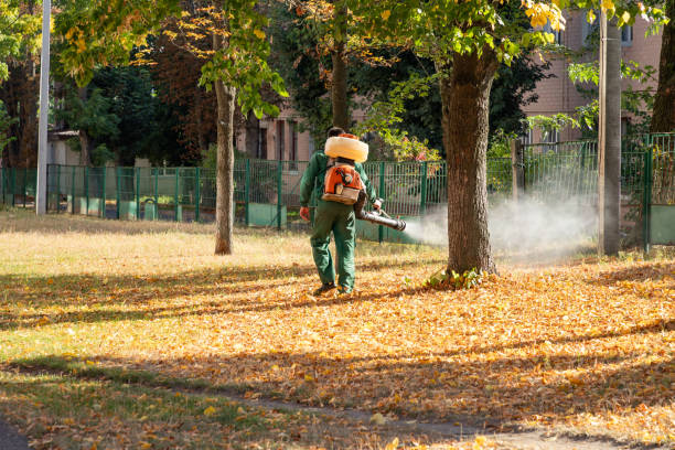 Insect Control in Drexel Heights, AZ